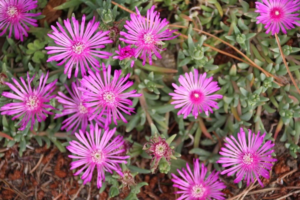 Ce flori să plantezi pe mormânt / foto pexels.com