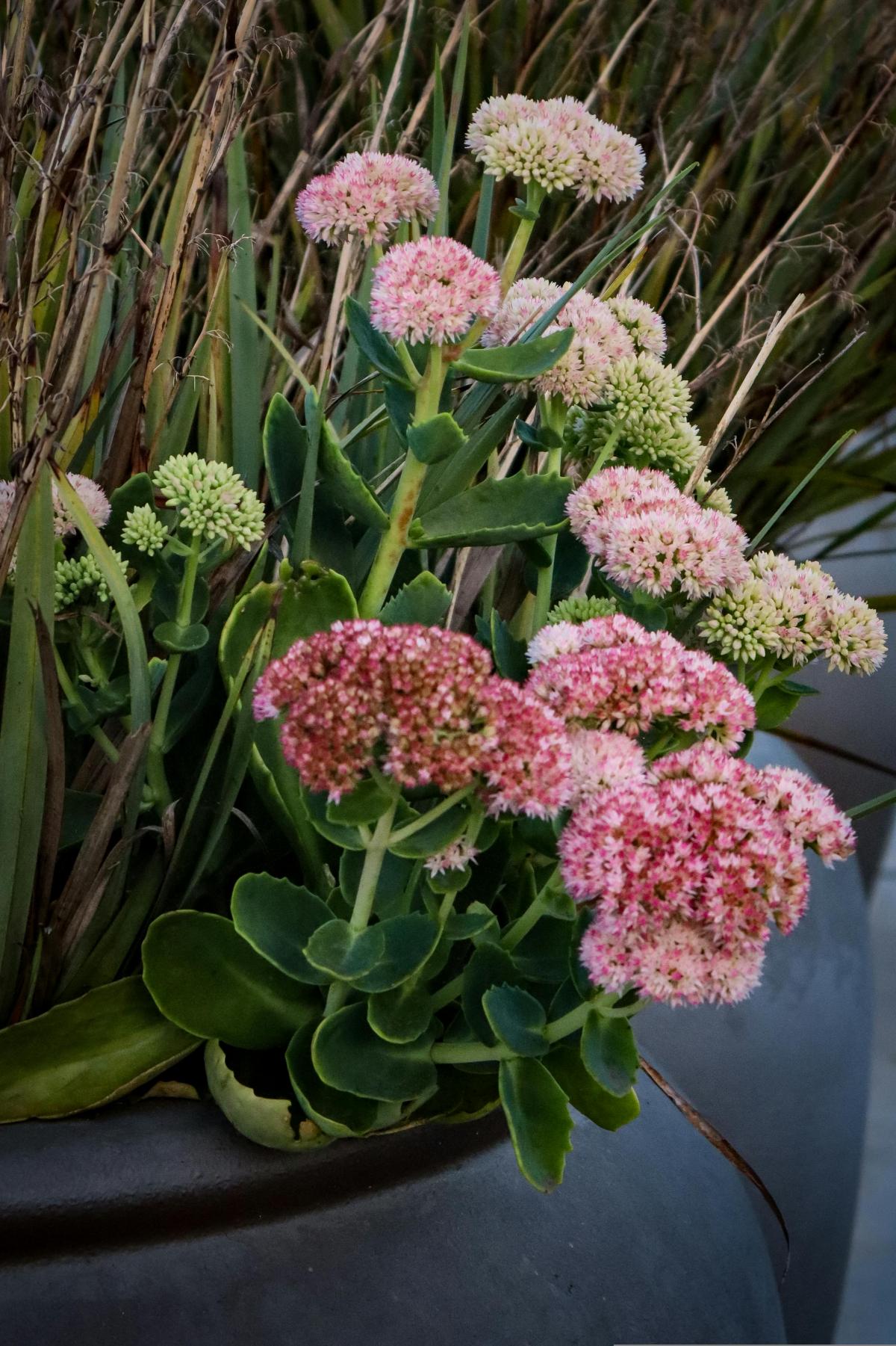 Ce flori să plantezi în cimitir pentru a înflori toată vara / foto pexels.com