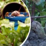 Acțiune simplă în august: un grădinar a împărtășit cum să facă sfecla dulce și suculentă Acțiune simplă în august: un grădinar a împărtășit cum să