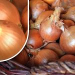 Cum să păstrați ceapa astfel încât să nu încolțească înainte de vară: un grădinar a dezvăluit o metodă simplă Cum să păstrați ceapa astfel încât să nu încolțească înainte