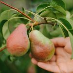 Cum să tăiați corect un par pentru a obține o recoltă uriașă: sfaturi pentru grădinari Cum să tăiați corect un par pentru a obține o