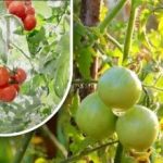 Două sute de grame și sunt coapte: o cultivatoare de legume a împărtășit metoda bunicului său fără substanțe chimice Două sute de grame și sunt coapte: o cultivatoare de