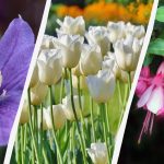 Expertul numește 7 plante care merită plantate în grădină în această toamnă Expertul numește 7 plante care merită plantate în grădină în