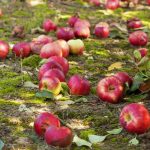 Merele stricate nu sunt îngrășământ: 4 motive pentru care fructele