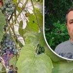 Un truc simplu pentru o recoltă bună: un grădinar dezvăluie principalul dușman al strugurilor Un truc simplu pentru o recoltă bună: un grădinar dezvăluie